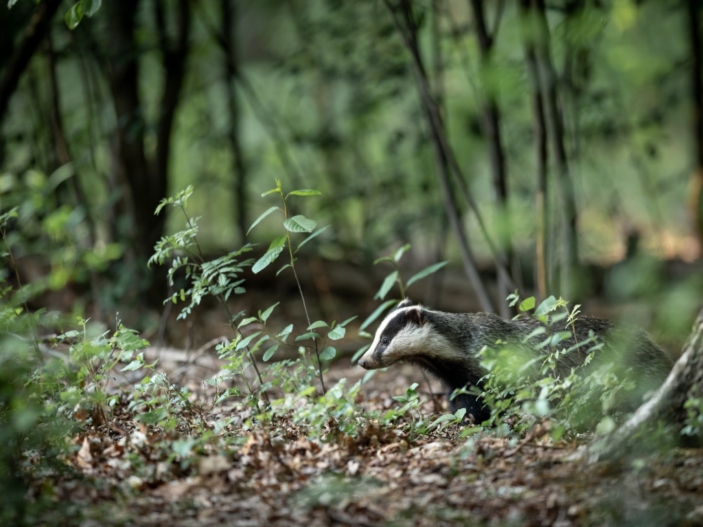 a badger in woodland