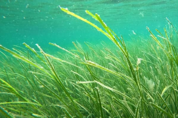  Description coming soon