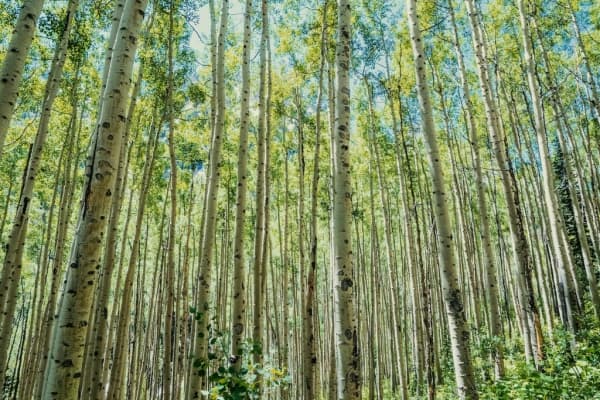  Description coming soon