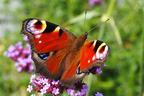  Description coming soon