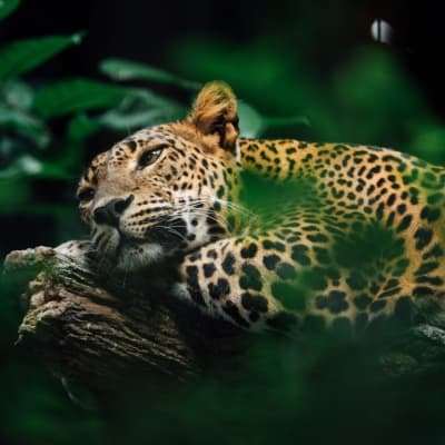 A leopard within forest undergrowth. Photo by Chuttersnap on Unsplash
