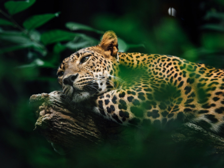 A leopard within forest undergrowth. Photo by Chuttersnap on Unsplash