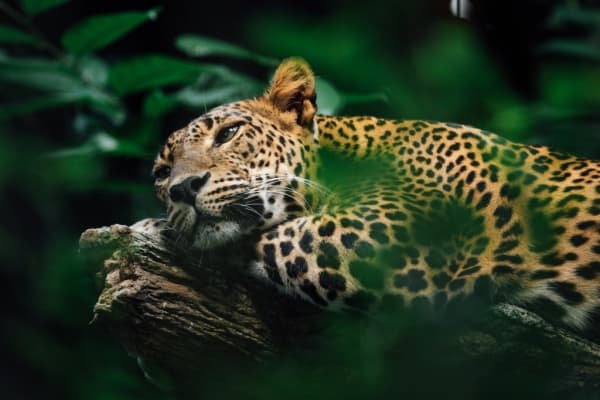 A leopard within forest undergrowth. Photo by Chuttersnap on Unsplash