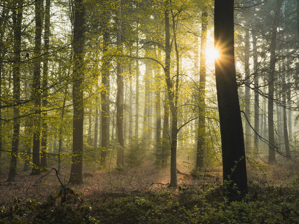 Sunlight through a forest