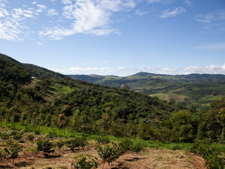 Land tenure drives Brazil’s deforestation rates across socio-environmental contexts