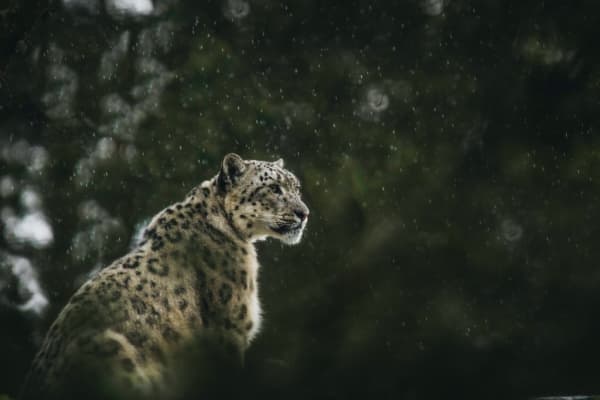  Description coming soon