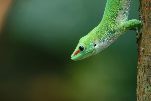  Description coming soon