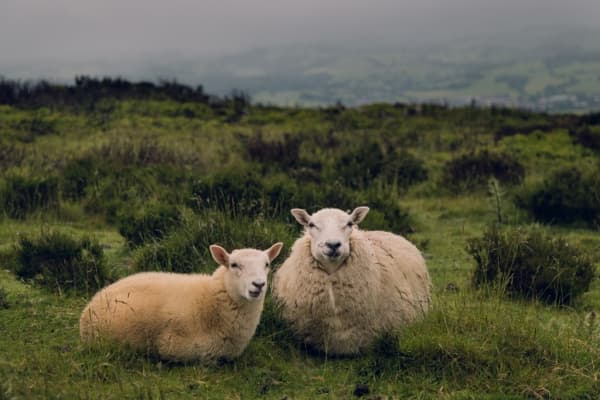  Description coming soon