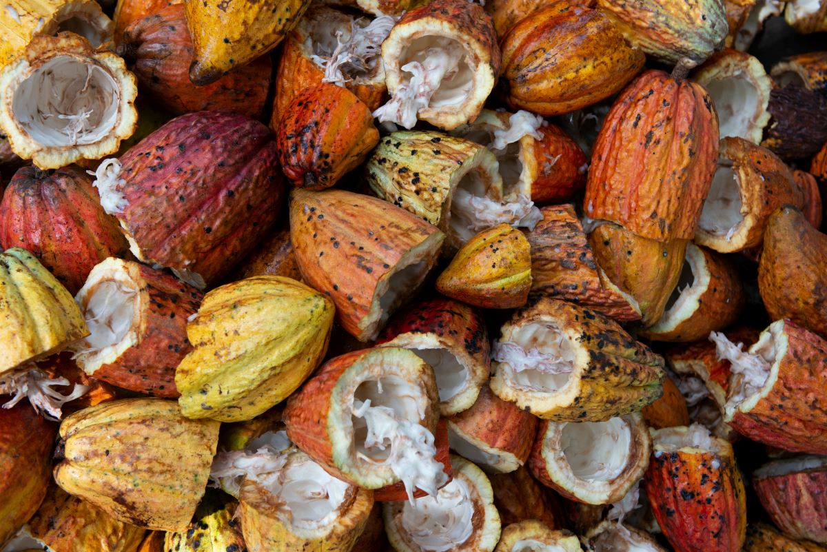 Cocoa plantations are associated with deforestation in Côte d’Ivoire and Ghana