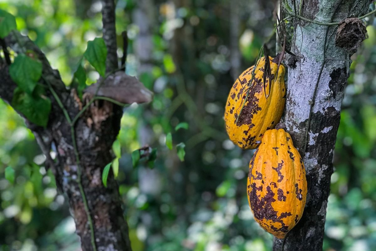 Agroforestry: A Solution for Sustainable Cocoa as Climate Changes