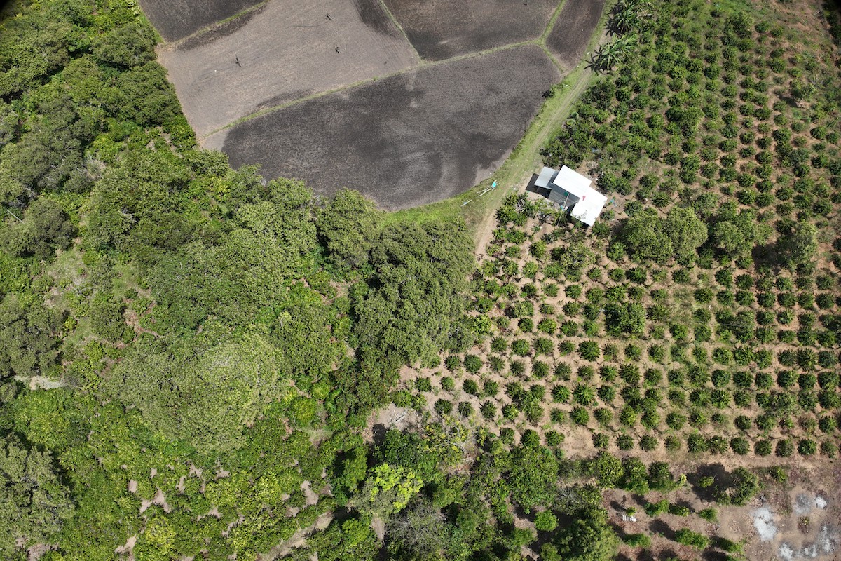 Aerial shot of tropical agrforestry