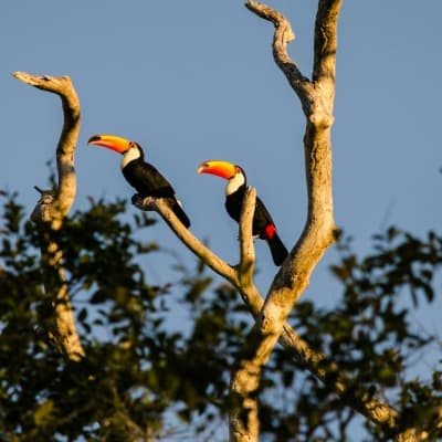 Brazil wetland toucans
