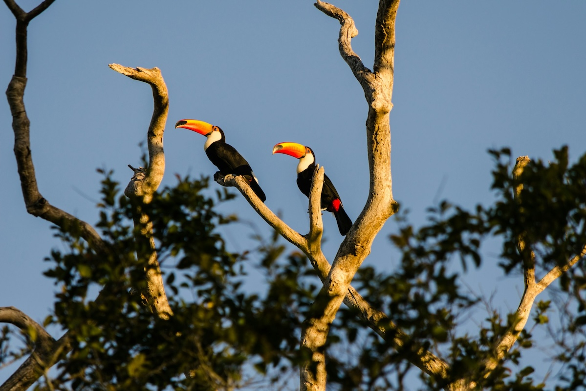 Brazil wetland toucans