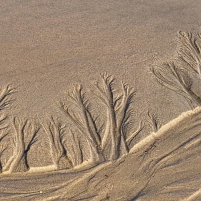 Sand art of trees