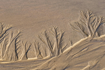 Sand art of trees