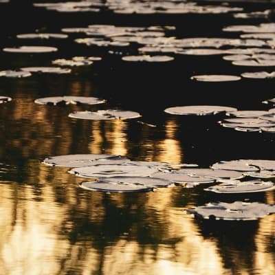 Lillies on water