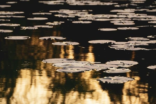 Lillies on water