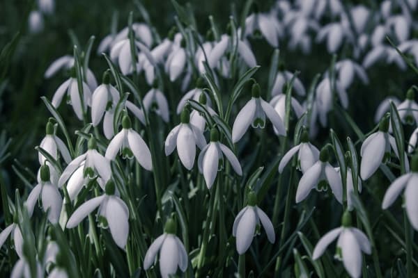 Snowdrops