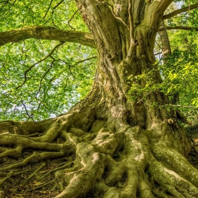 Tree with roots shown