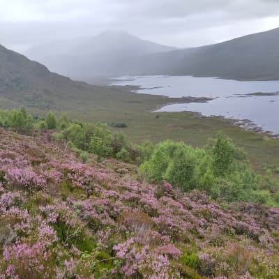 Birch regeneration in Glen Loyne