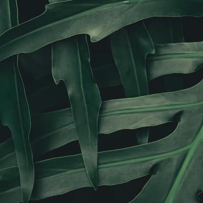 Image of overlapping tropical leaves