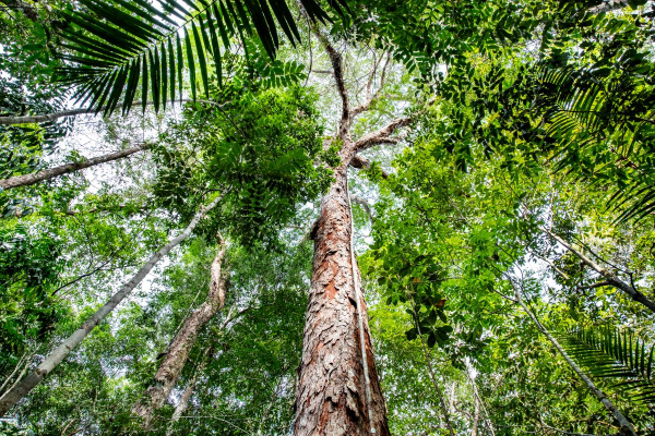  Description coming soon