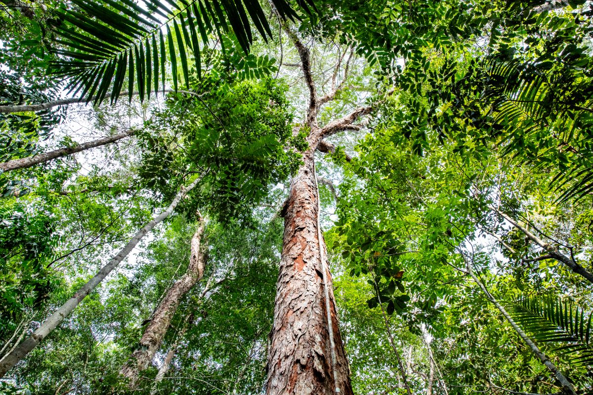 Description coming soon