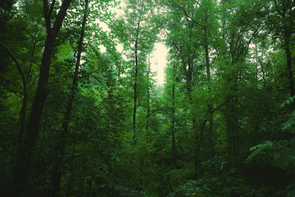  Description coming soon