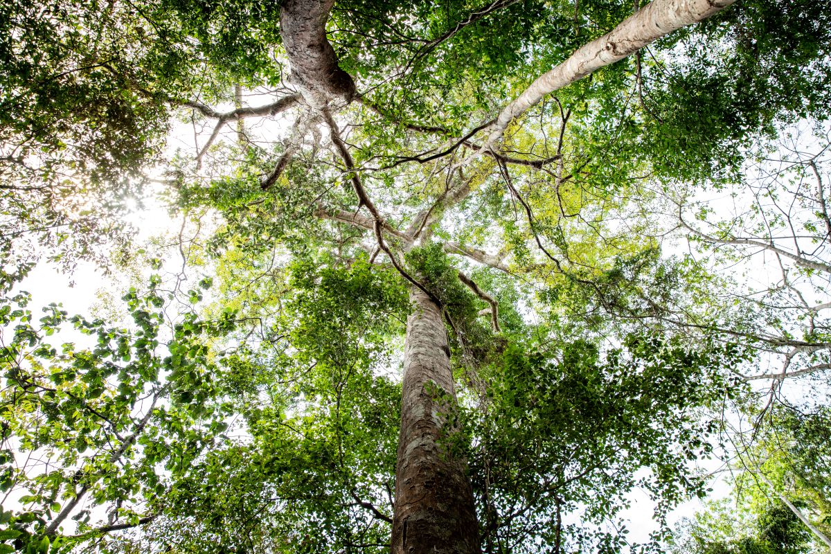  Description coming soon