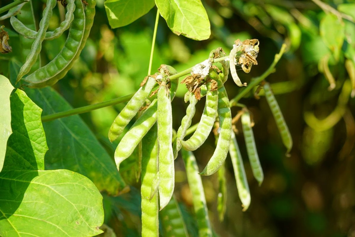  Description coming soon