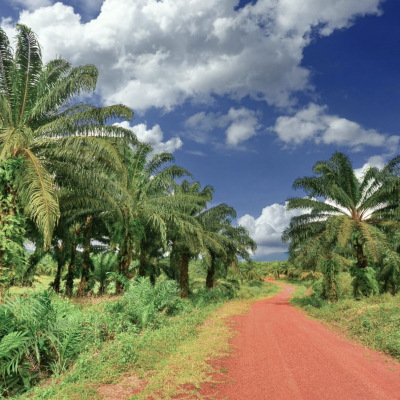 Some palm oil trees and road