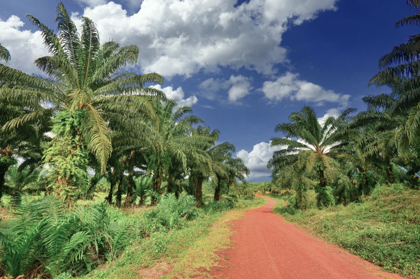 Some palm oil trees and road
